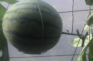 武威吊瓜今日价格,价格行情一览”