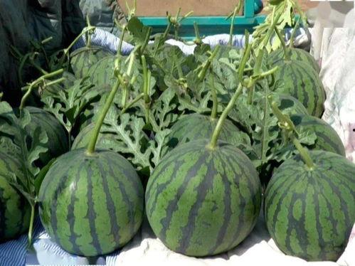 武威吊瓜今日价格,价格行情一览”