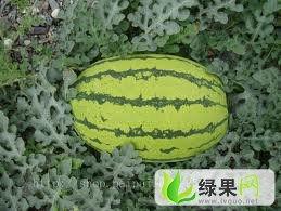 龙池今日瓜价,瓜价波动，新鲜资讯速递