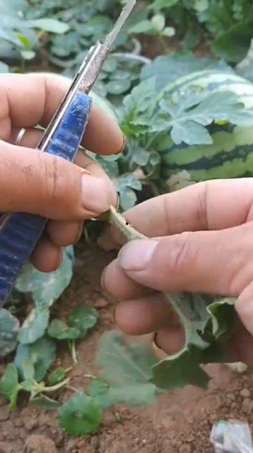 西瓜嫁接视频,高效繁殖与病害防治新途径