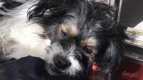 狗拉屎视频,趣味与温馨并存