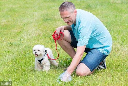 狗拉屎视频,趣味与温馨并存