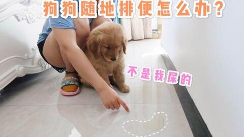 狗拉屎视频,趣味与温馨并存