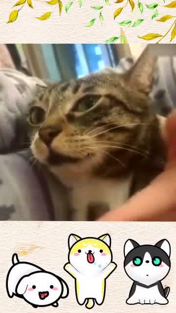 小动物搞笑视频,动物界的喜剧之王