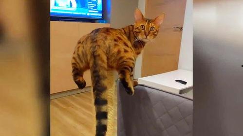 小动物搞笑视频,动物界的喜剧之王