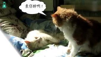 小动物搞笑视频,动物界的喜剧之王