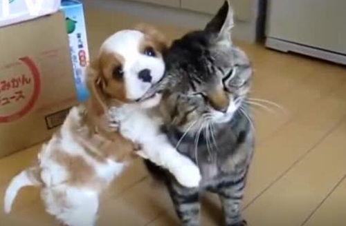 猫猫狗狗视频,猫咪狗狗欢乐时光集锦