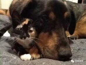 猫猫狗狗视频,猫咪狗狗欢乐时光集锦