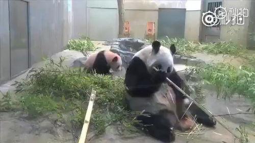 熊猫吃竹子视频,竹海中的美食探险记
