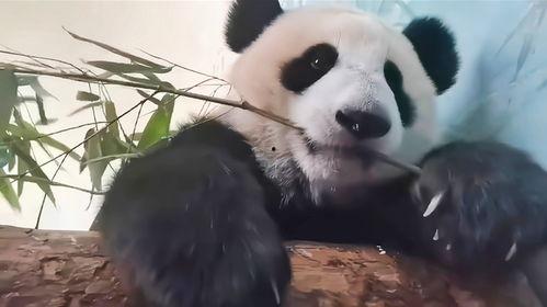 熊猫吃竹子视频,竹海中的美食探险记