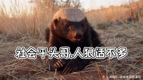 平头哥的视频,勇敢探险者的奇幻之旅