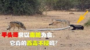 平头哥的视频,勇敢探险者的奇幻之旅