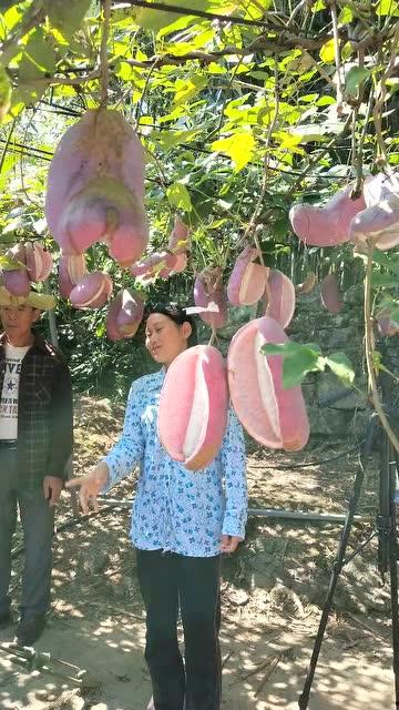 八月瓜视频,揭秘神秘植物八月瓜的神奇功效与食用方法