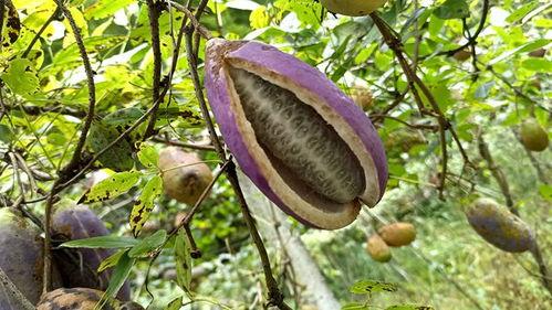 八月瓜视频,揭秘神秘植物八月瓜的神奇功效与食用方法