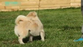 训狗教程视频,跟随教程视频，培养忠诚伙伴