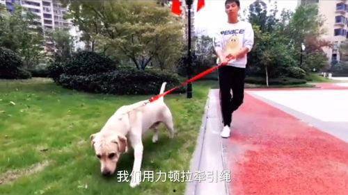 训狗教程视频,跟随教程视频，培养忠诚伙伴