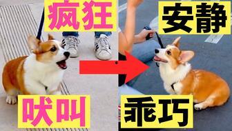 训狗教程视频,跟随教程视频，培养忠诚伙伴