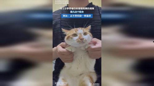猫儿视频,捕捉萌宠瞬间，带你领略猫咪魅力