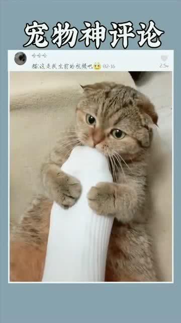 猫儿视频,捕捉萌宠瞬间，带你领略猫咪魅力