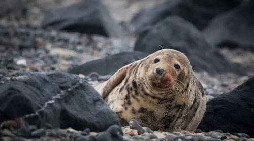 海豹的视频,海洋精灵的灵动瞬间