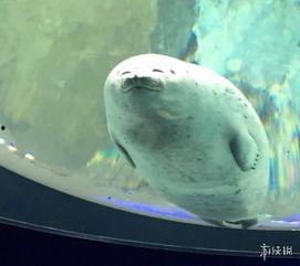 海豹的视频,海洋精灵的灵动瞬间