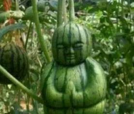 黑吃瓜料网真实吗,真实与否，一探究竟