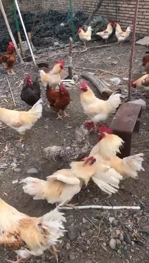 干鸡视频,揭秘美食背后的制作奥秘