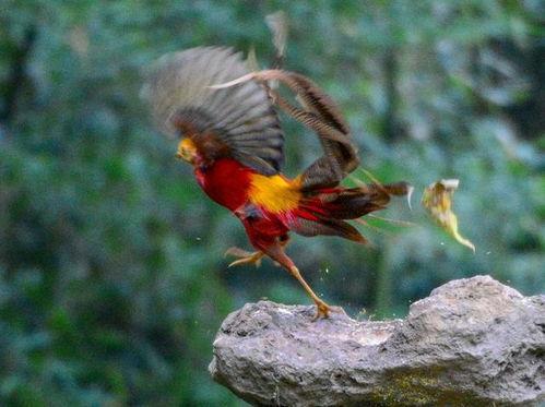 锦鸡视频,捕捉生活精彩瞬间，记录美好时光