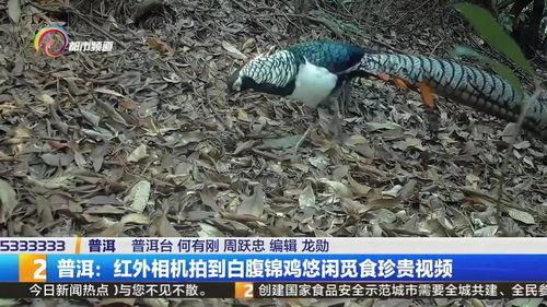 锦鸡视频,捕捉生活精彩瞬间，记录美好时光