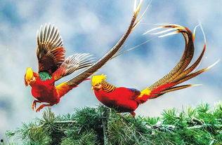 锦鸡视频,捕捉生活精彩瞬间，记录美好时光