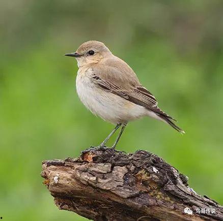 hq吃瓜雀黑雀,揭秘黑雀背后的真相与争议