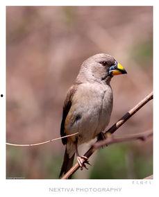 hq吃瓜雀黑雀,揭秘黑雀背后的真相与争议