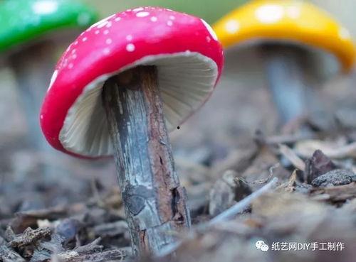 蘑菇 视频,探索蘑菇世界的奇妙之旅