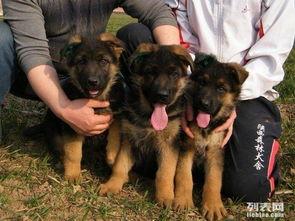 德国牧羊犬训练视频教程全集,从入门到精通