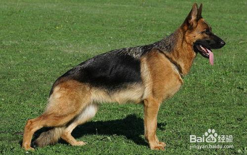 德国牧羊犬训练视频教程全集,从入门到精通