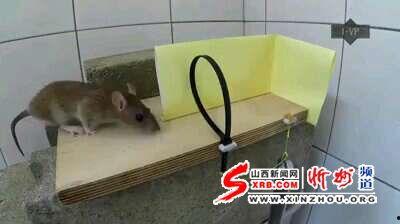 灭鼠视频,高效灭鼠技巧全解析