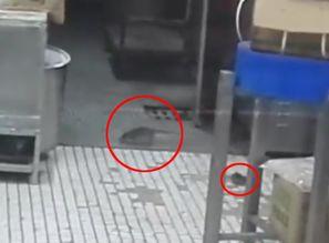 灭鼠视频,高效灭鼠技巧全解析