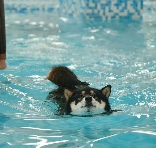 狗游泳视频,一场欢乐的游泳盛宴