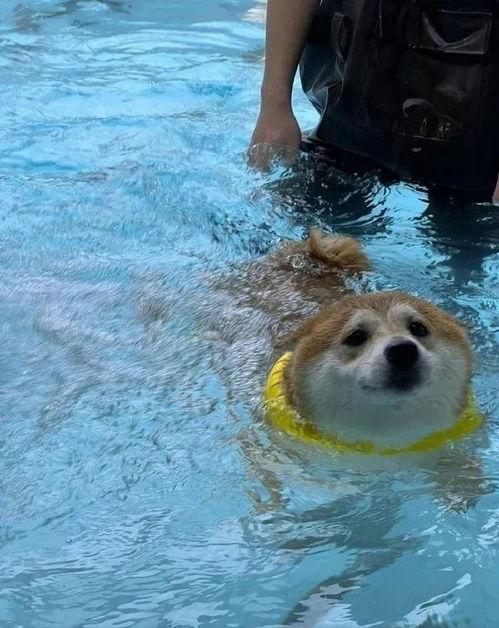 狗游泳视频,一场欢乐的游泳盛宴