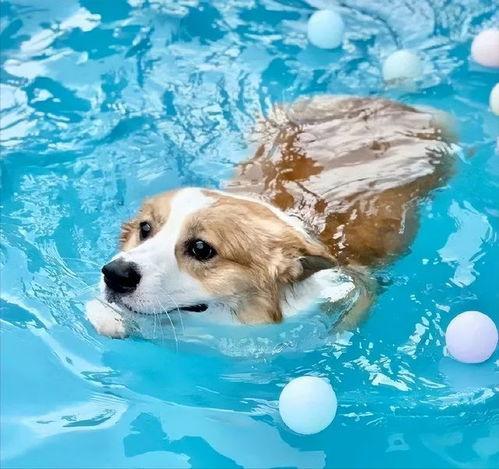 狗游泳视频,一场欢乐的游泳盛宴