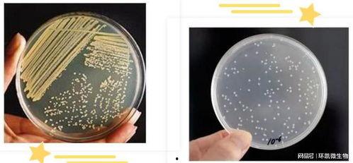 微生物视频,视频揭秘微生物的神奇与力量
