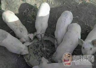 猪吃饭视频,一场温馨的餐桌盛宴