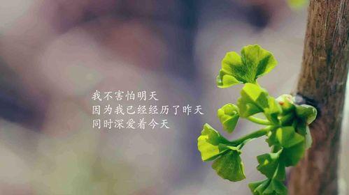 励志正能量视频,励志正能量视频启示录