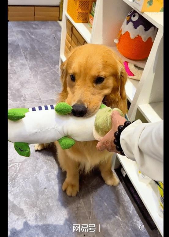 狗狗玩具视频,狗狗玩具视频大赏