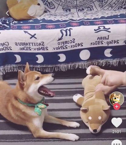 狗狗玩具视频,狗狗玩具视频大赏