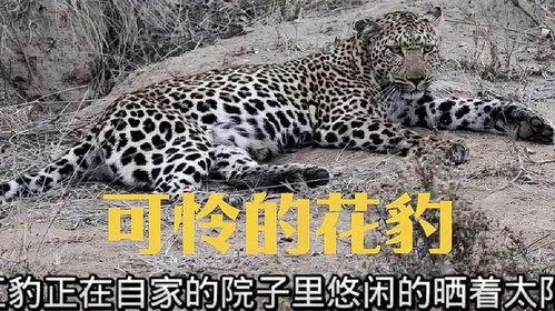 花豹视频,野性之美与生存智慧
