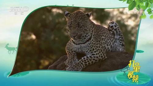 花豹视频,野性之美与生存智慧