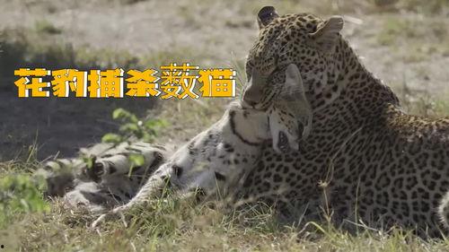 花豹视频,野性之美与生存智慧