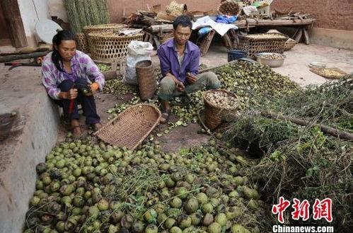 云南农村视频,云南农村生活画卷