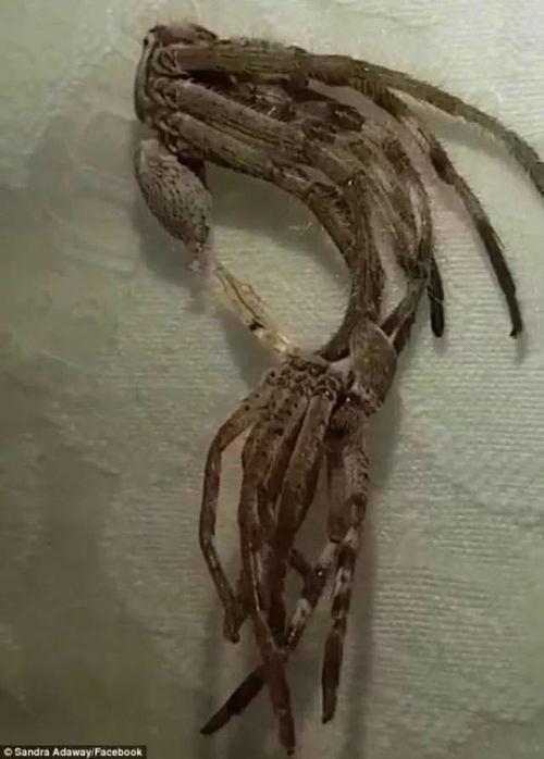 恐怖生物视频,惊悚视频背后的真实故事